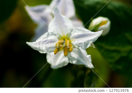 邪惡的茄子 (Warunasubi) 127913976