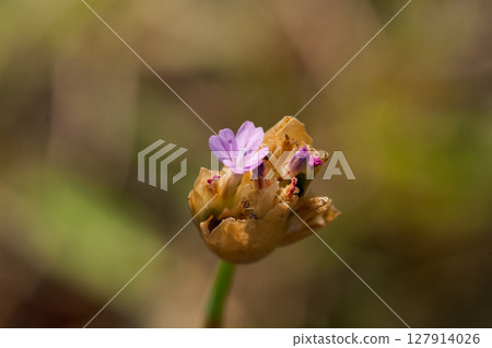 Inuko Mochi Nadeshiko Inuko Mochi Nadeshiko 127914026