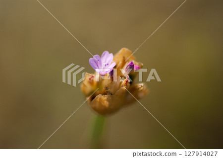 犬子麻糬撫子 犬子麻糬撫子 127914027