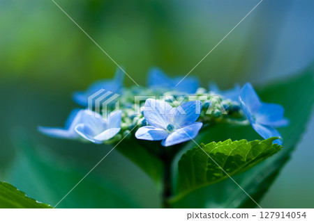 Blue Hydrangea Blue Hydrangea 127914054