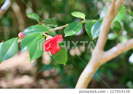 華麗的牡丹花山茶花 127914139