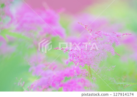 Pink flowers bloom in early summer. 127914174