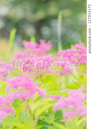 初夏盛開的粉紅京都櫻花樹（豎圖） 127914175