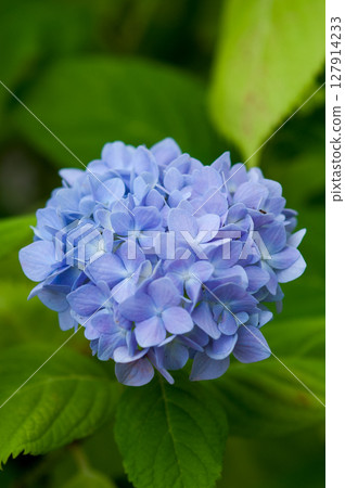 Blue Hydrangea Blue Hydrangea 127914233