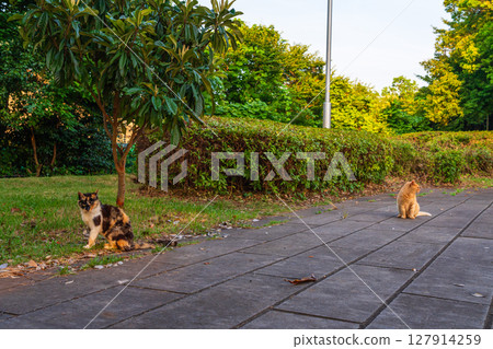 Stray cats waiting for food in the park early in the morning Stray cats waiting for food in the park early in the morning 127914259