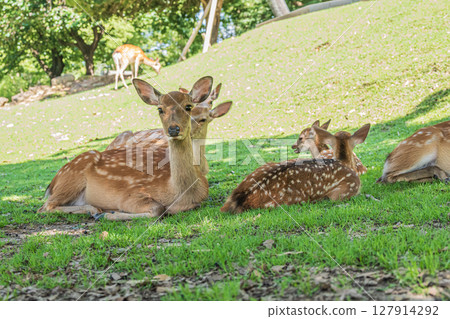 Deer in Nara Park 127914292