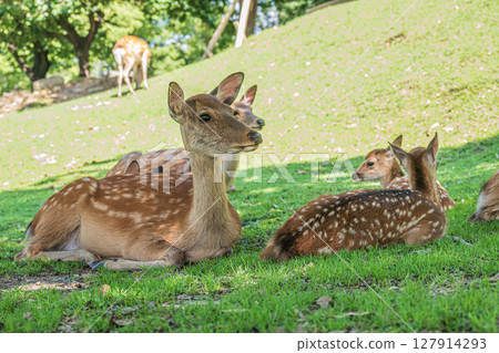 奈良公園的鹿 127914293