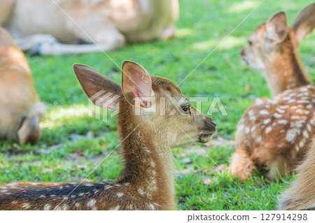 Deer in Nara Park resting in the shade 127914298