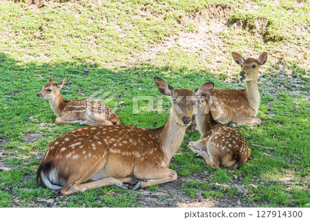 奈良公園的鹿在樹蔭下休息 127914300
