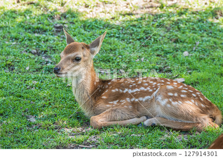 一隻小鹿在奈良公園的樹蔭下休息 127914301