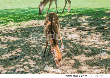 奈良公園的鹿，春日野花園，奈良公園 127914302