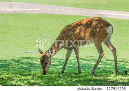 奈良公園春日野花園吃草的鹿 127914303