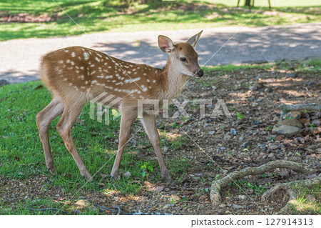 Fawn of Nara Park Kasuganoenchi 127914313