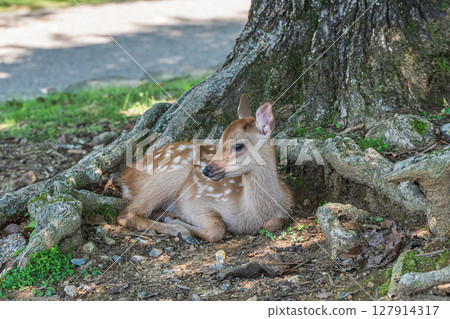 奈良公園春日野庭園，一隻小鹿在樹下休息 127914317
