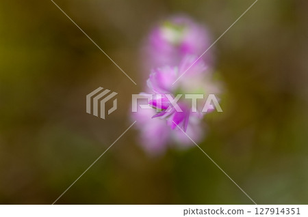 Spiranthes sinensis on the Shinano River and Yasuragi Embankment Spiranthes sinensis on the Shinano River and Yasuragi Embankment 127914351