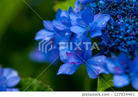 藍色繡球花 藍色繡球花 127914461