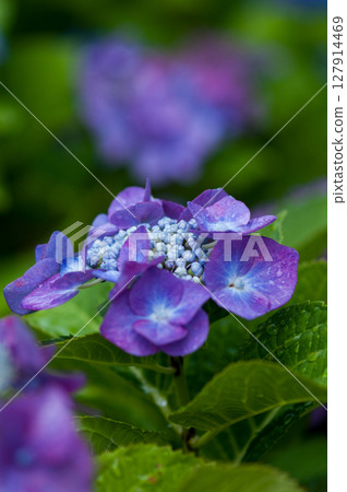 Purple hydrangea Purple hydrangea 127914469