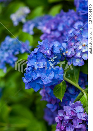 Blue Hydrangea Blue Hydrangea 127914470