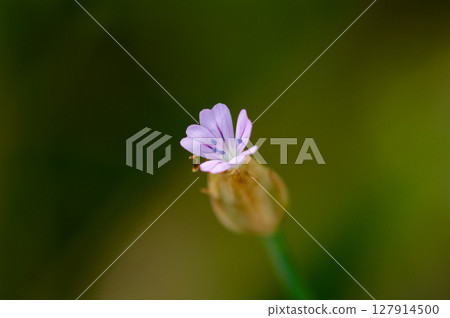 Inuko Mochi Nadeshiko 127914500