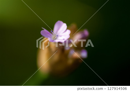 Inuko Mochi Nadeshiko 127914506