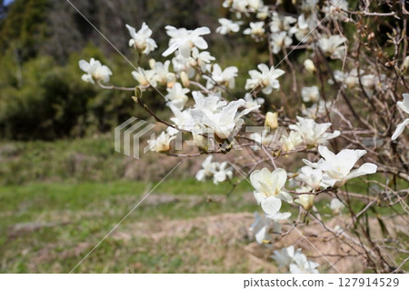 Kobushi花盛開 127914529