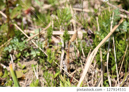 馬尾草 馬尾草 127914531
