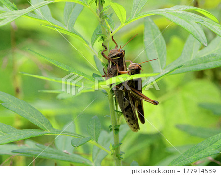 一對蚱蜢，地蝗蟲，在一片葉子上休息並交配 127914539