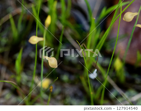 食肉植物狸藻的黃色花朵 127914540