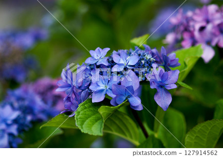 藍色繡球花 127914562