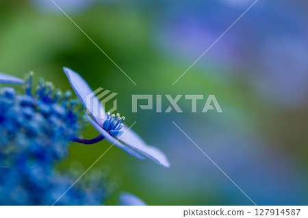 Blue Hydrangea 127914587