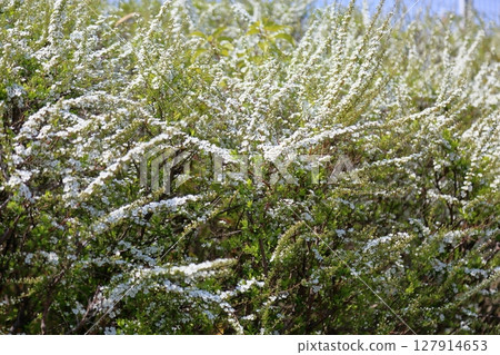 清爽的雪柳花 127914653