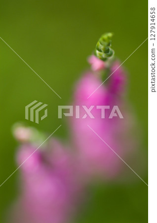 Spiranthes sinensis on the Shinano River and Yasuragi Embankment 127914658