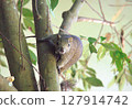 Formosan squirrel resting on a tree 127914742