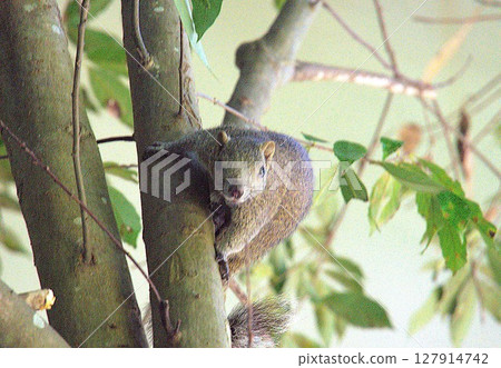 Formosan squirrel resting on a tree Formosan squirrel resting on a tree 127914742