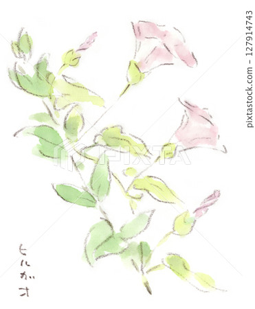 Watercolor illustration of bindweed, a plant in early summer, rainy season, and summer 127914743
