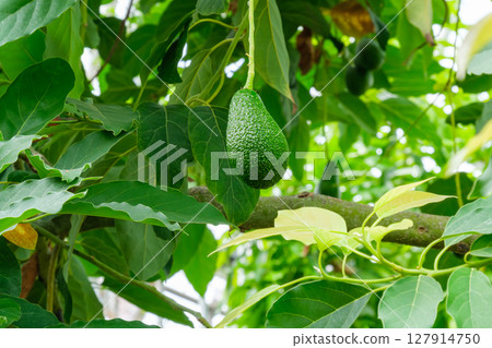 Avocado in the botanical garden 127914750