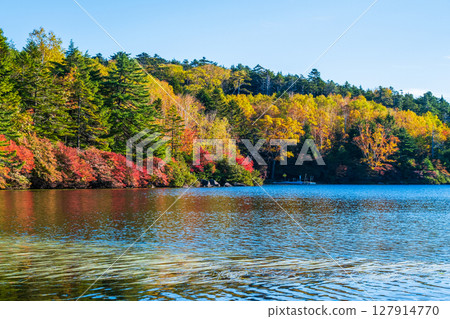 Shirakoma pond in autumn 127914770