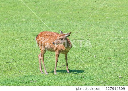 Deer in Nara Park, Araki Park 127914809