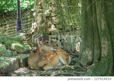 奈良公園荒木池公園樹蔭下的鹿 奈良公園荒木池公園樹蔭下的鹿 127914810