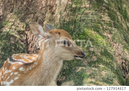 奈良公園朝鹿原庭園,一隻小鹿在一棵大樹下休息 奈良公園朝鹿原庭園,一隻小鹿在一棵大樹下休息 127914817