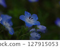 經得起雨淋的花 127915053