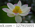 白蓮花 127915055