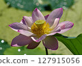蓮花盛開 127915056