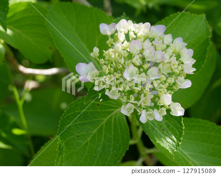 白色繡球花 127915089