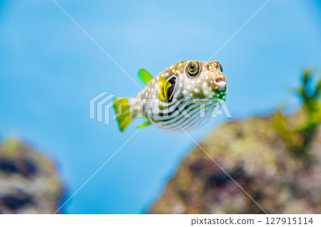 Sasanamifugu 127915114