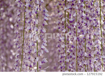 盛開的紫藤花 盛開的紫藤花 127915192