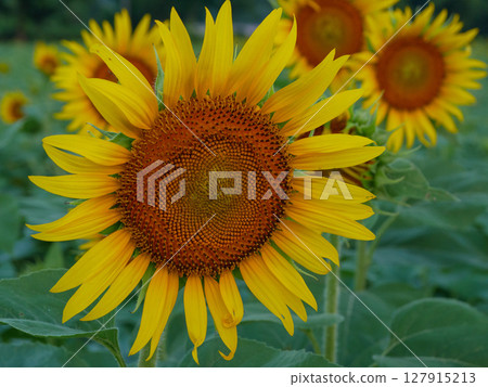 大向日葵的特寫照片 127915213
