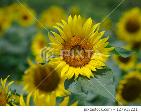 Close-up of a large sunflower 127915221