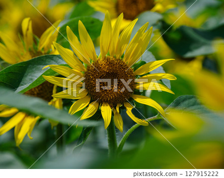 Close-up of a large sunflower 127915222