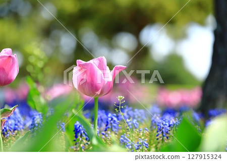 開花在春天花圃裡的桃紅色鬱金香 開花在春天花圃裡的桃紅色鬱金香 127915324